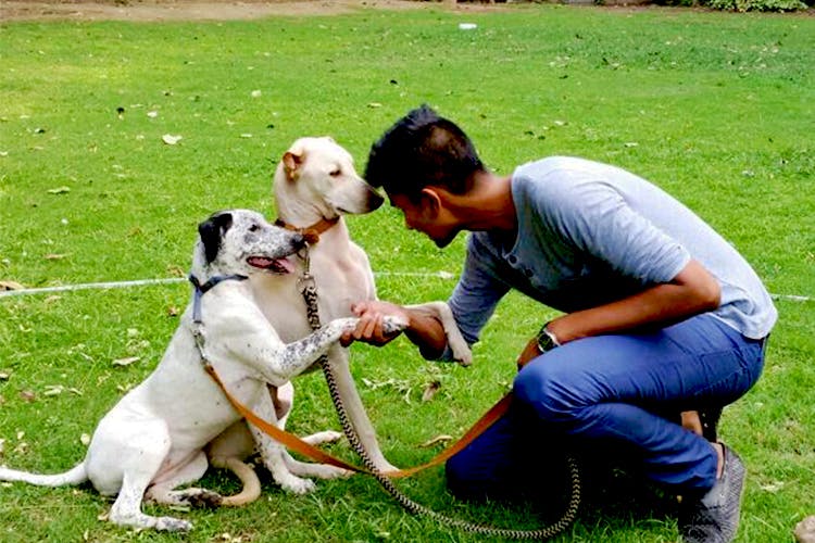 Pet Training In Delhi NCR