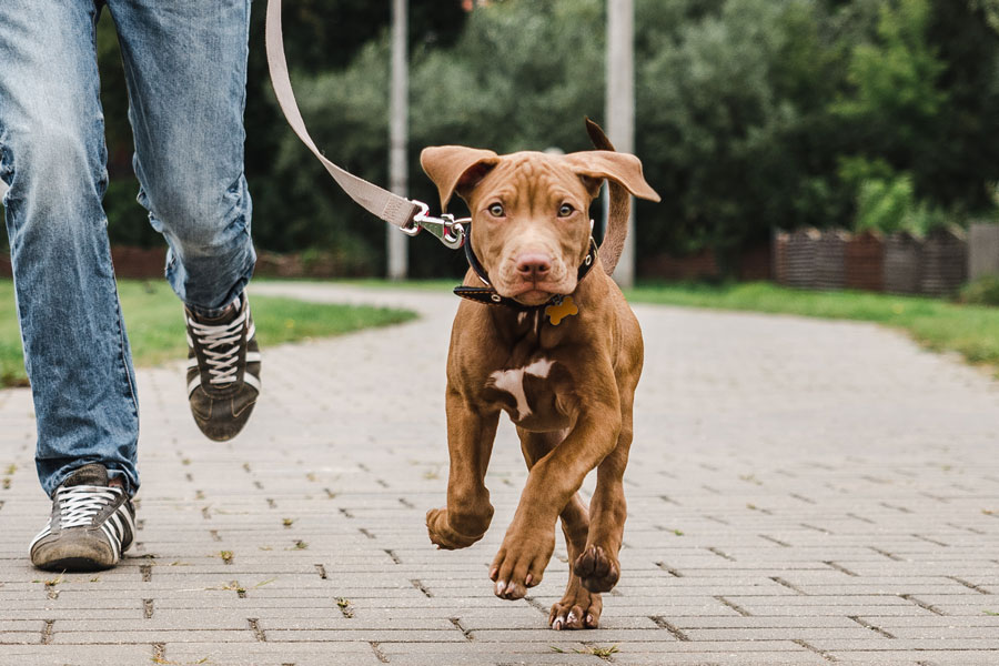 Premium Dog Walking Package