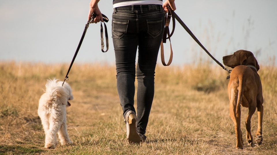 Standard Dog Walking Package
