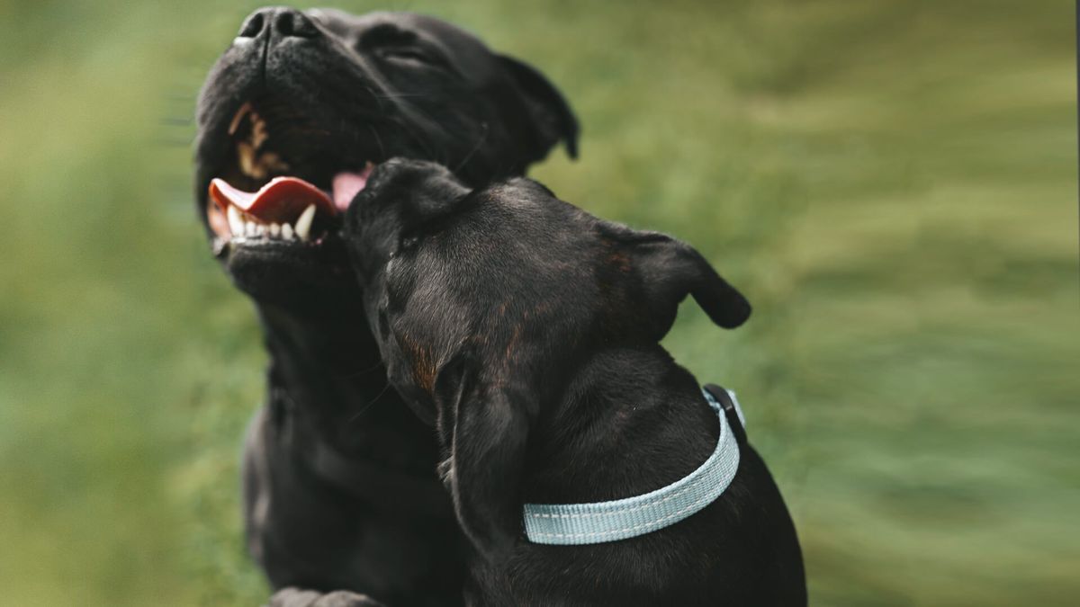 Canine Behavior Therapy (CBT)