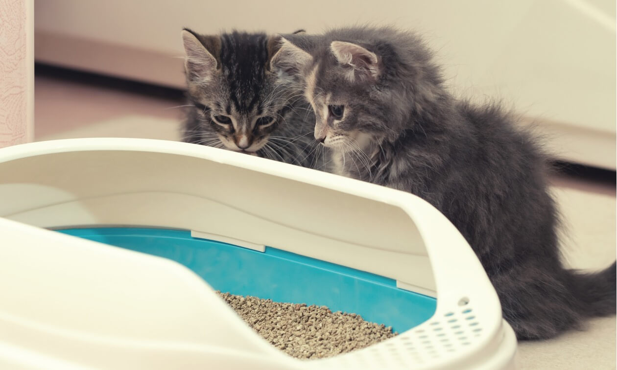 LItter Training