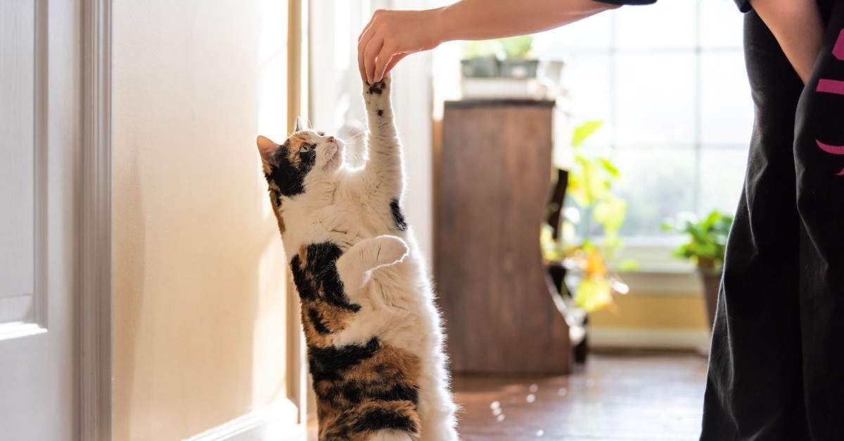 Pet Training in Mumbai
