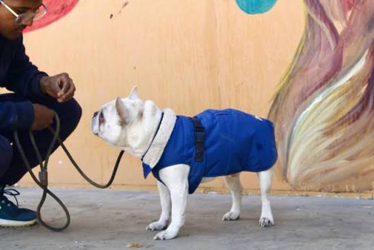 Leash Training For Dogs