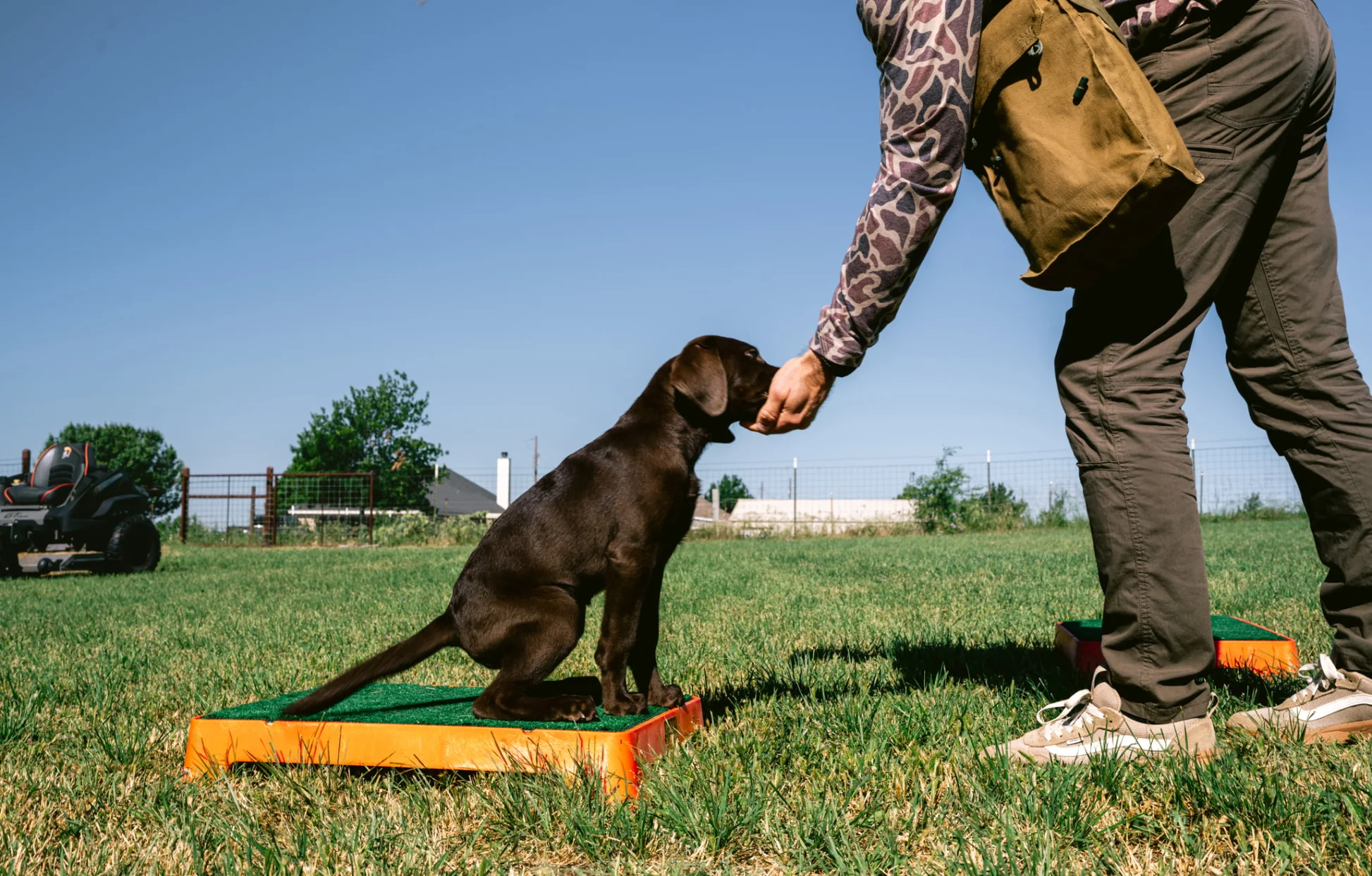 Pet Training in Noida