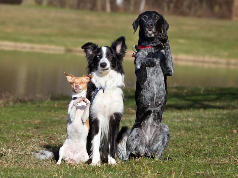 Pet Training In Hyderabad