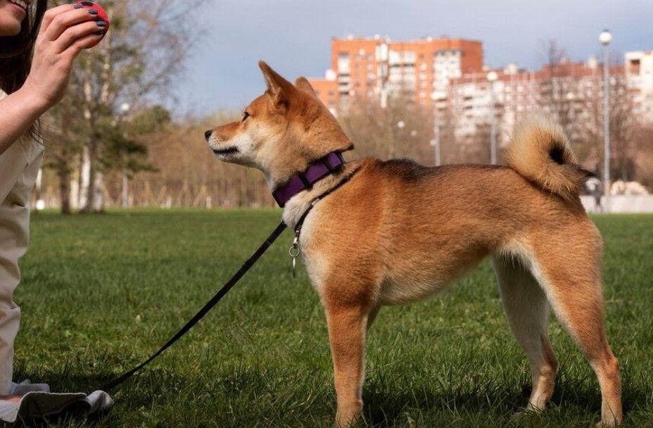 Pet Training in Bengaluru