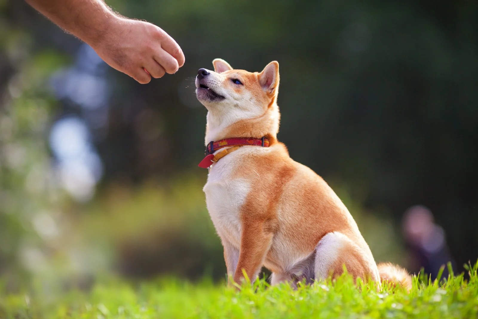 Pet Training in Delhi