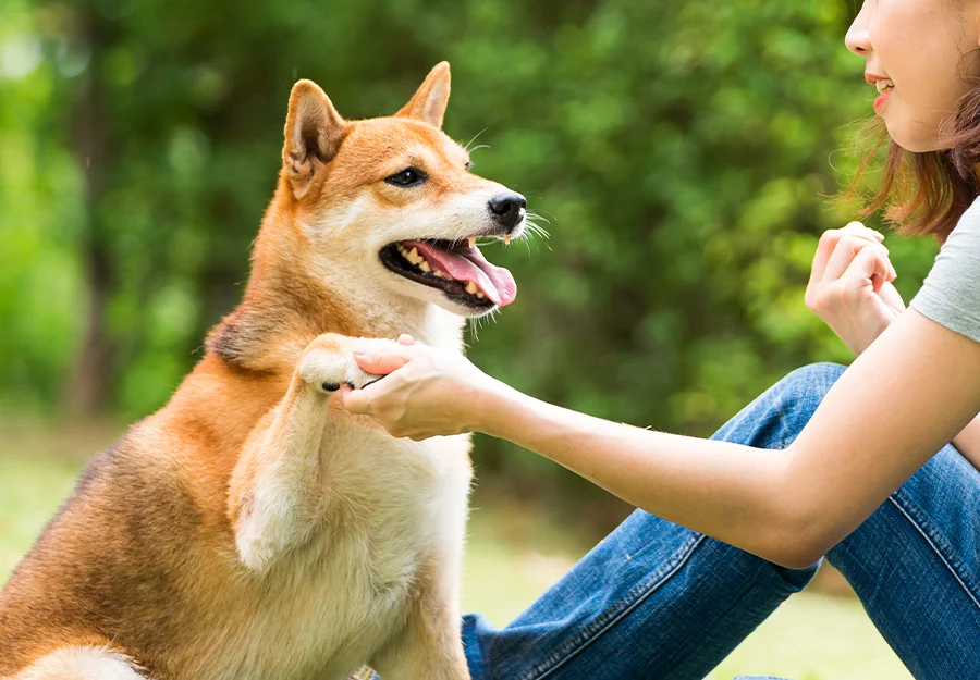 Pet Training in Mumbai