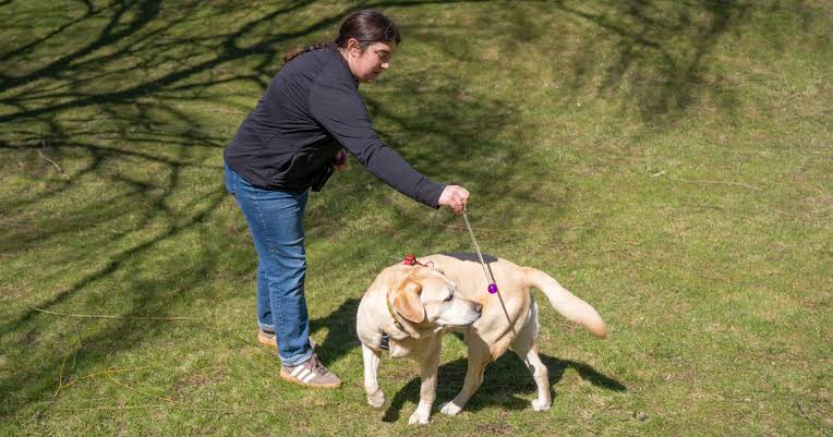 Pet Training in Ranchi