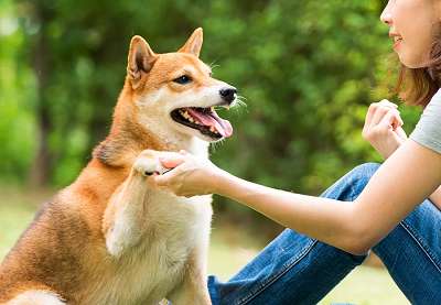 Pet Training in Mumbai