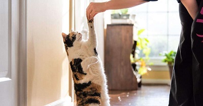 Cat Training